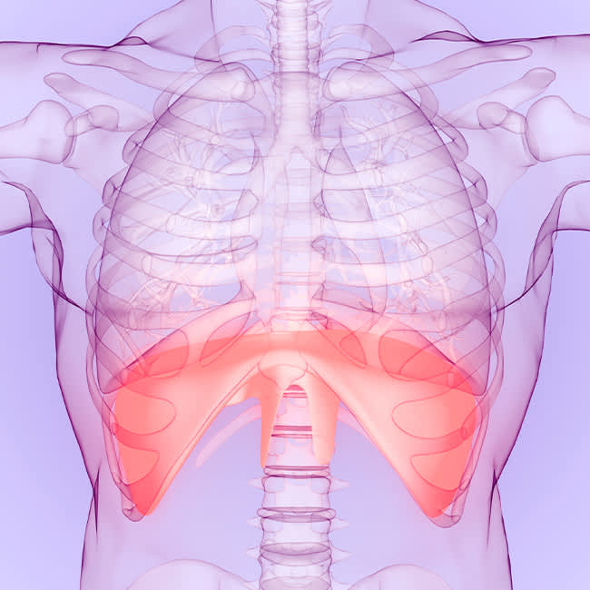 Modelo 3D do diafragma na anatomia humana