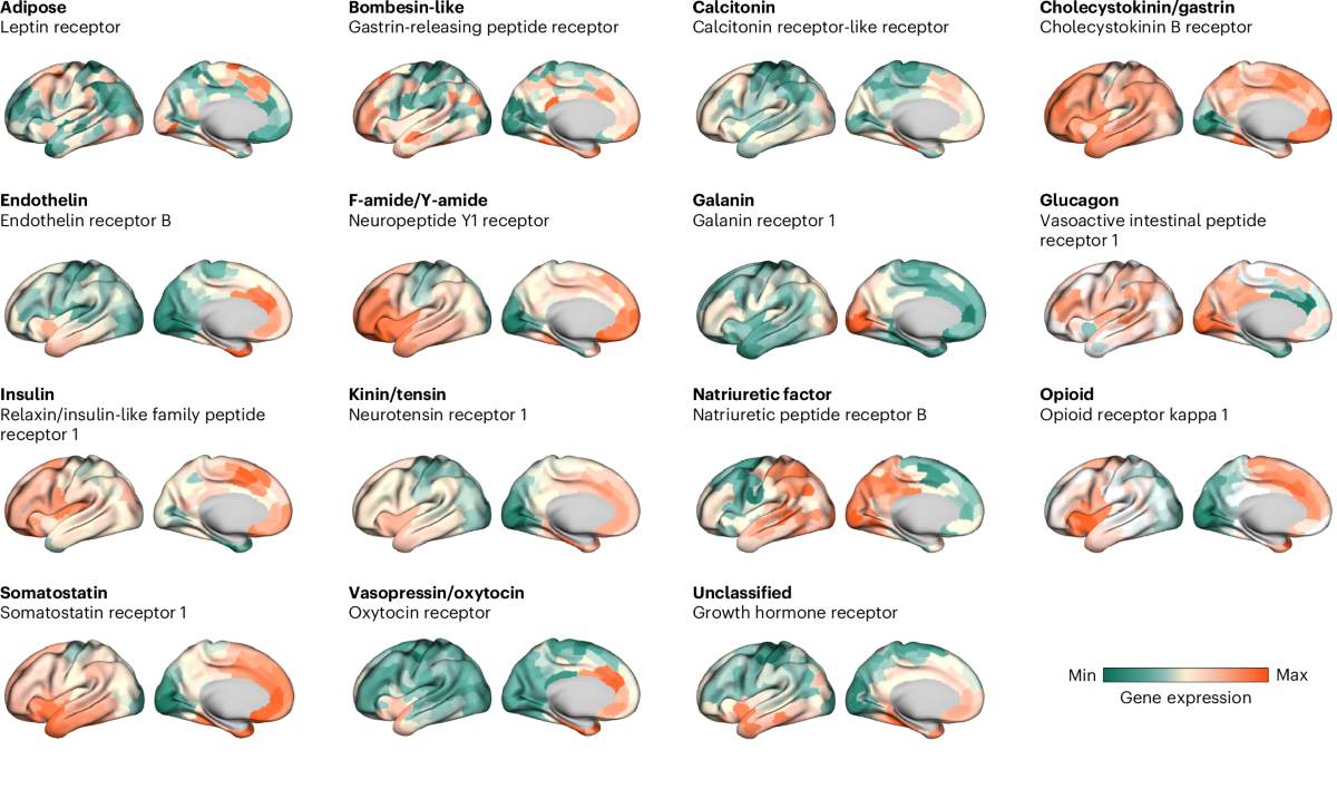 Brain neuropeptide receptor expression map relevant to GLP-1 receptor research