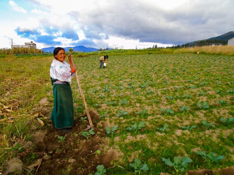 Agricultora indígena cosechando en campo ecuatoriano Otavalo