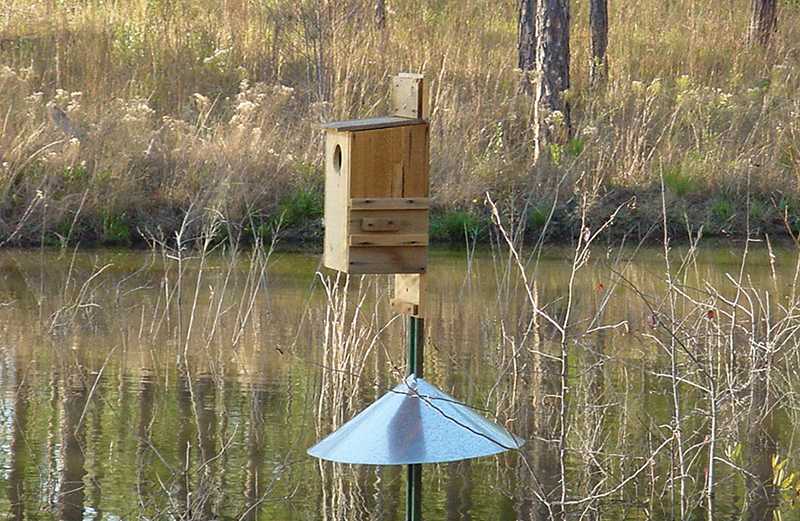 Wood duck nest box on a metal pole with cone predator guard beside a reflective autumn pond — ideal waterfowl placement