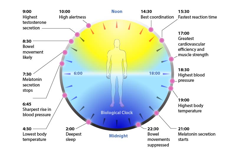 Circular biological clock diagram showing circadian rhythm peak times for cortisol, alertness, body temperature, melatonin, and sleep across a full 24-hour day