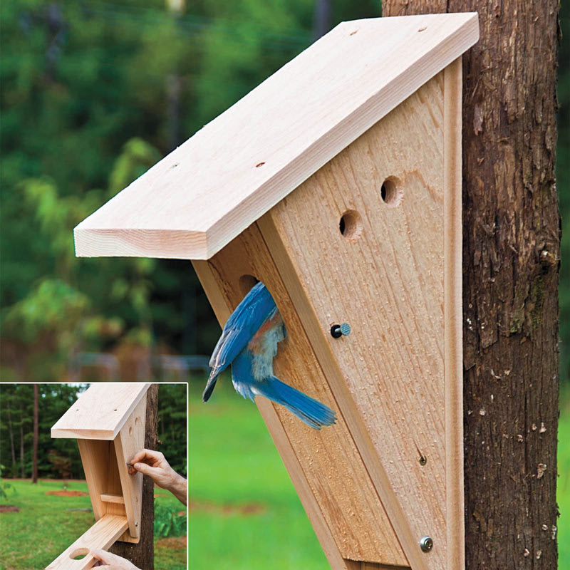 Eastern Bluebird at the entrance of a wooden nest box on a post in a field — correct mounting height at 4 to 6 feet