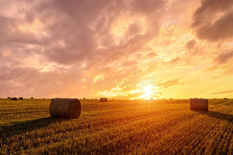 Auksiniai kviečių laukai saulėlydžio šviesoje