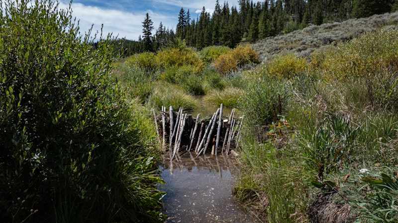 Beaver dam analog across a mountain stream for watershed restoration
