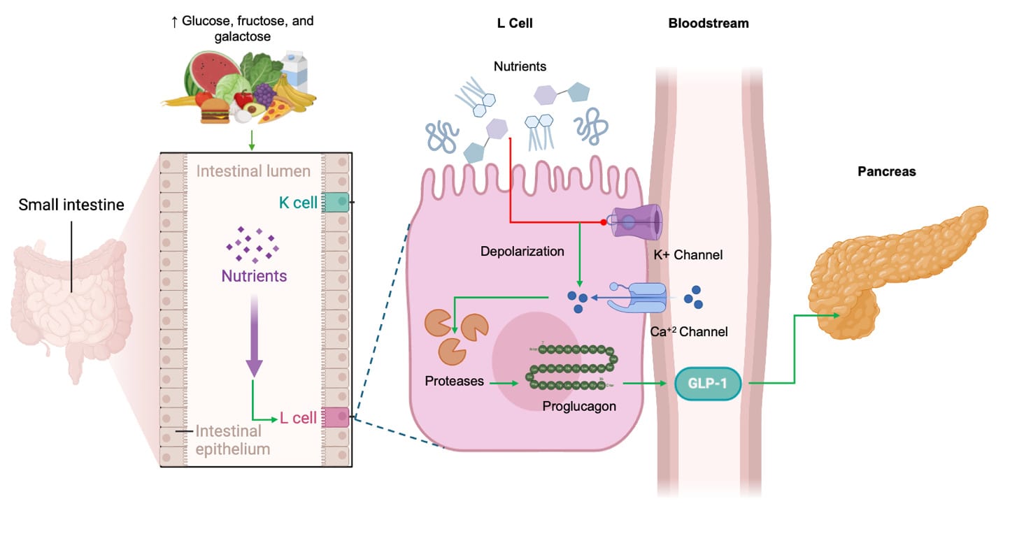 Retatrutide Phase 3 Results: Up to 71.2 lbs Lost and Significant Osteoarthritis Pain Relief 5 GLP-1 receptor signaling diagram