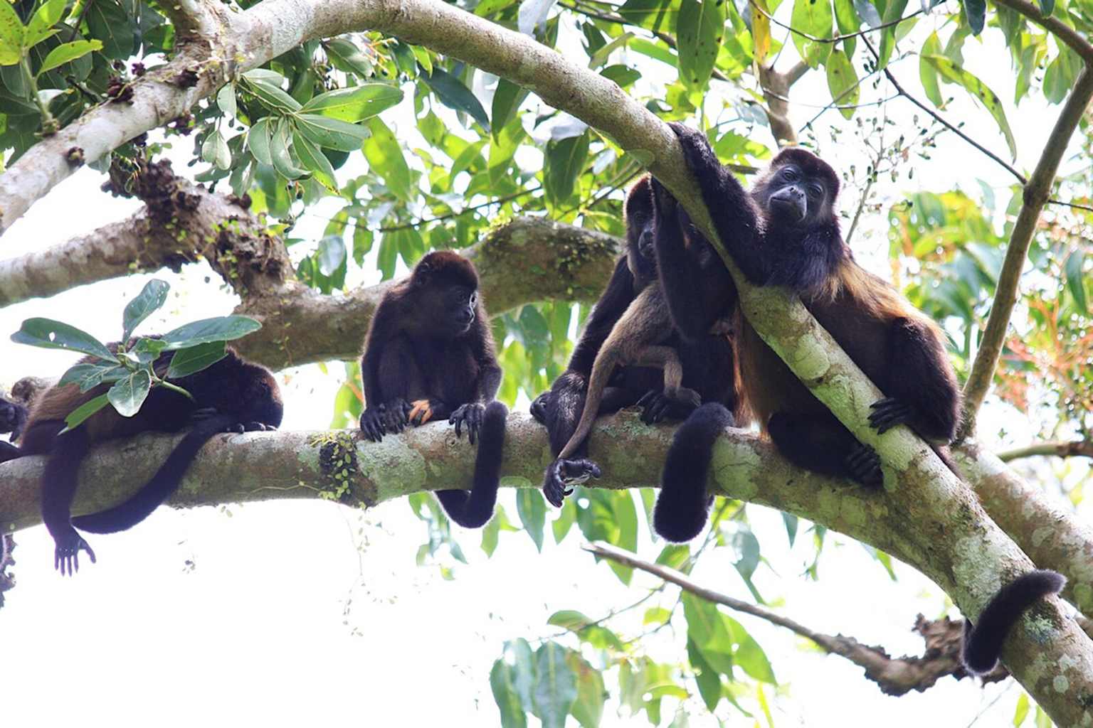 Howler monkeys Panama