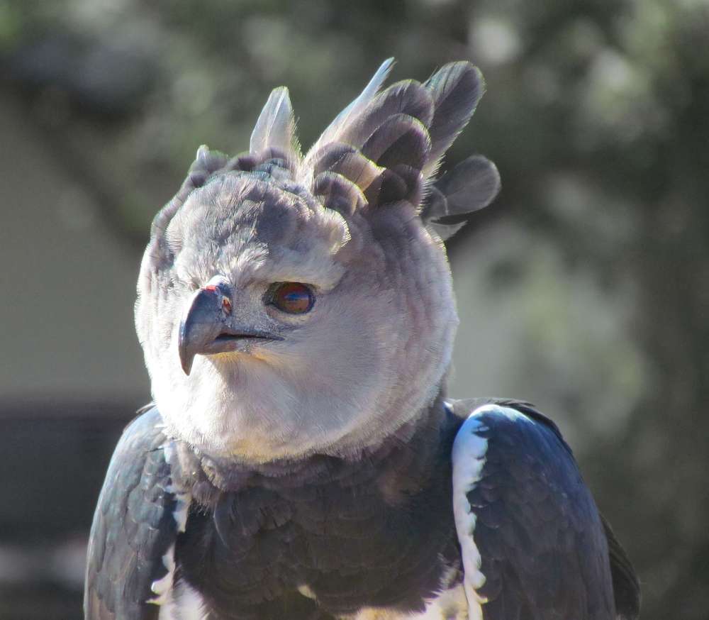 Harpy Eagle Panama