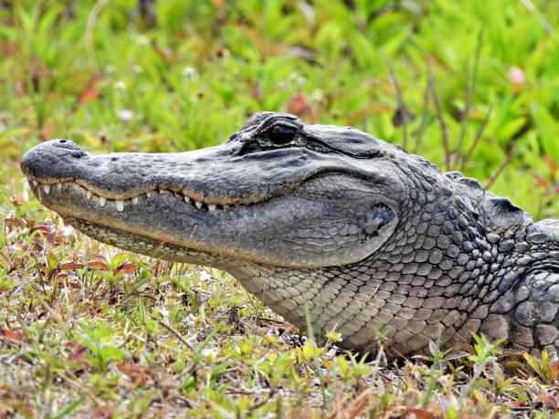 Alligator