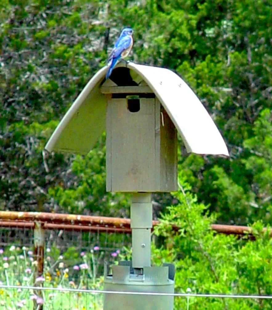 Bluebird perched on top of a wooden nest box mounted on a metal pole in a green outdoor setting