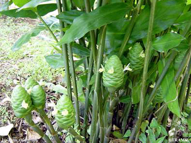 爪哇薑 Zingiber montanum 植株