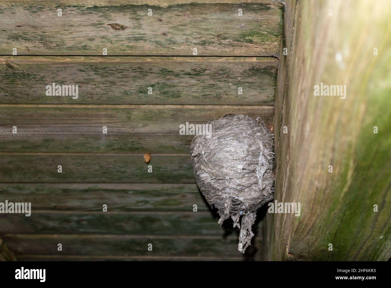 Small spring wasp nest patio deck Toronto Nomore Pest