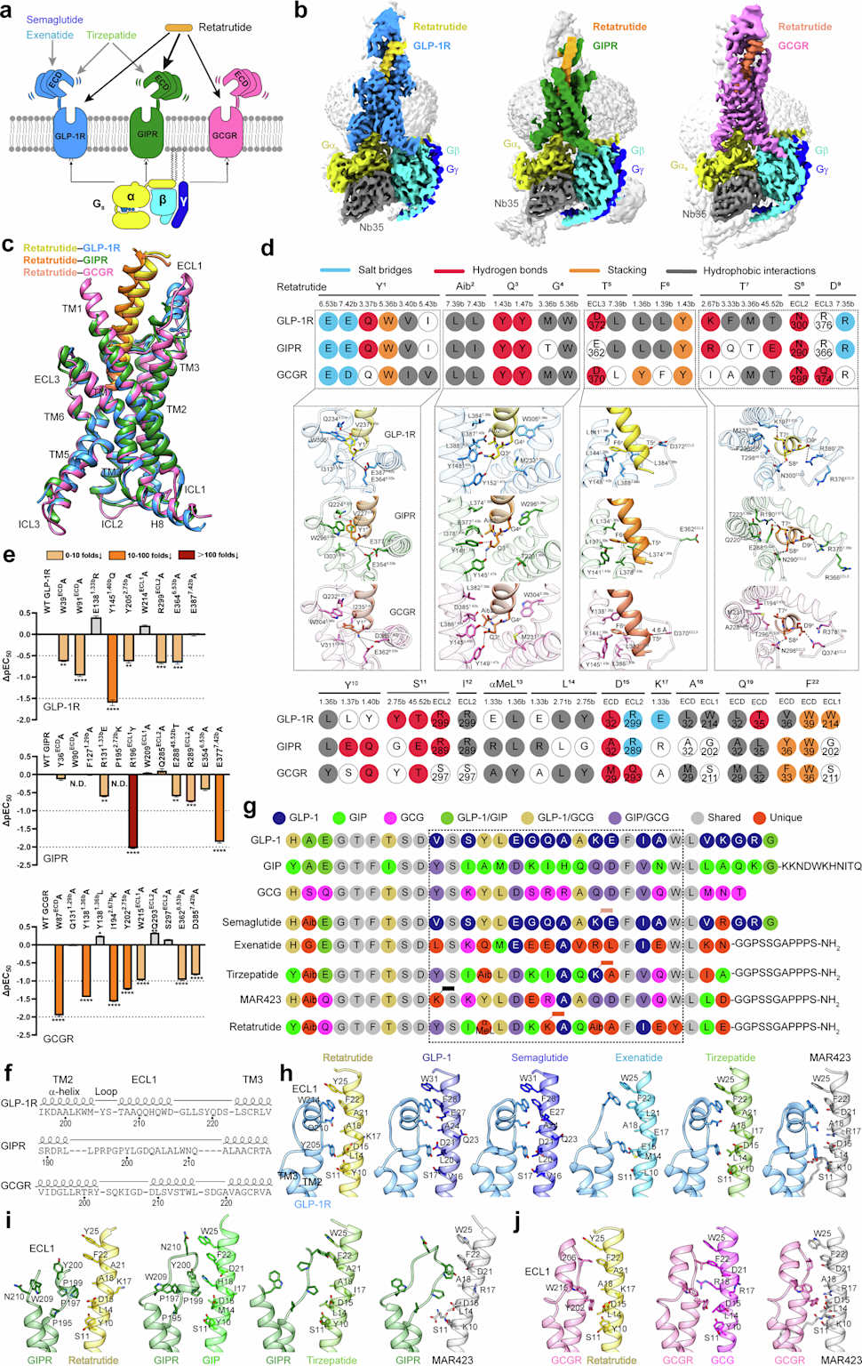 Retatrutide Phase 3 Results: Up to 71.2 lbs Lost and Significant Osteoarthritis Pain Relief 3 Retatrutide triple agonism at GLP-1R, GIPR and GCGR protein structure