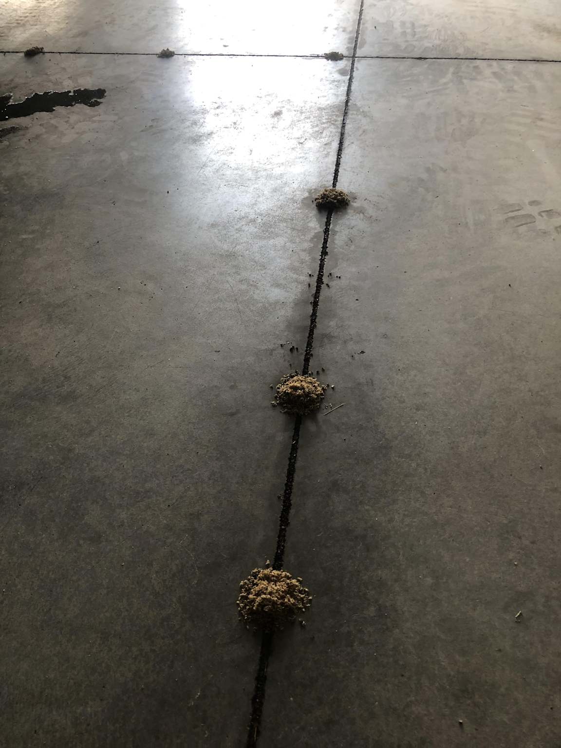 Ant mounds concrete garage crack Toronto Nomore Pest