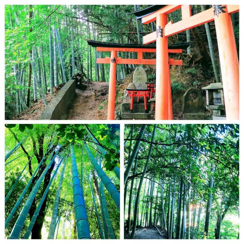 Collage of bamboo grove path and red torii gates at a Japanese shrine