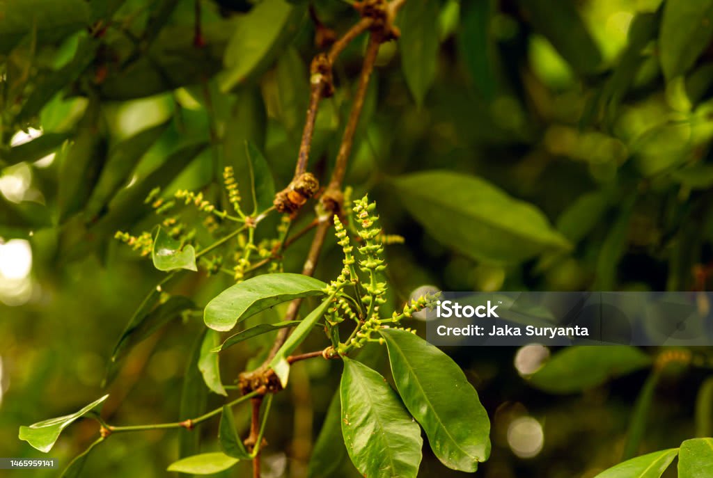 梅林朱 Melinjo Gnetum gnemon 果實
