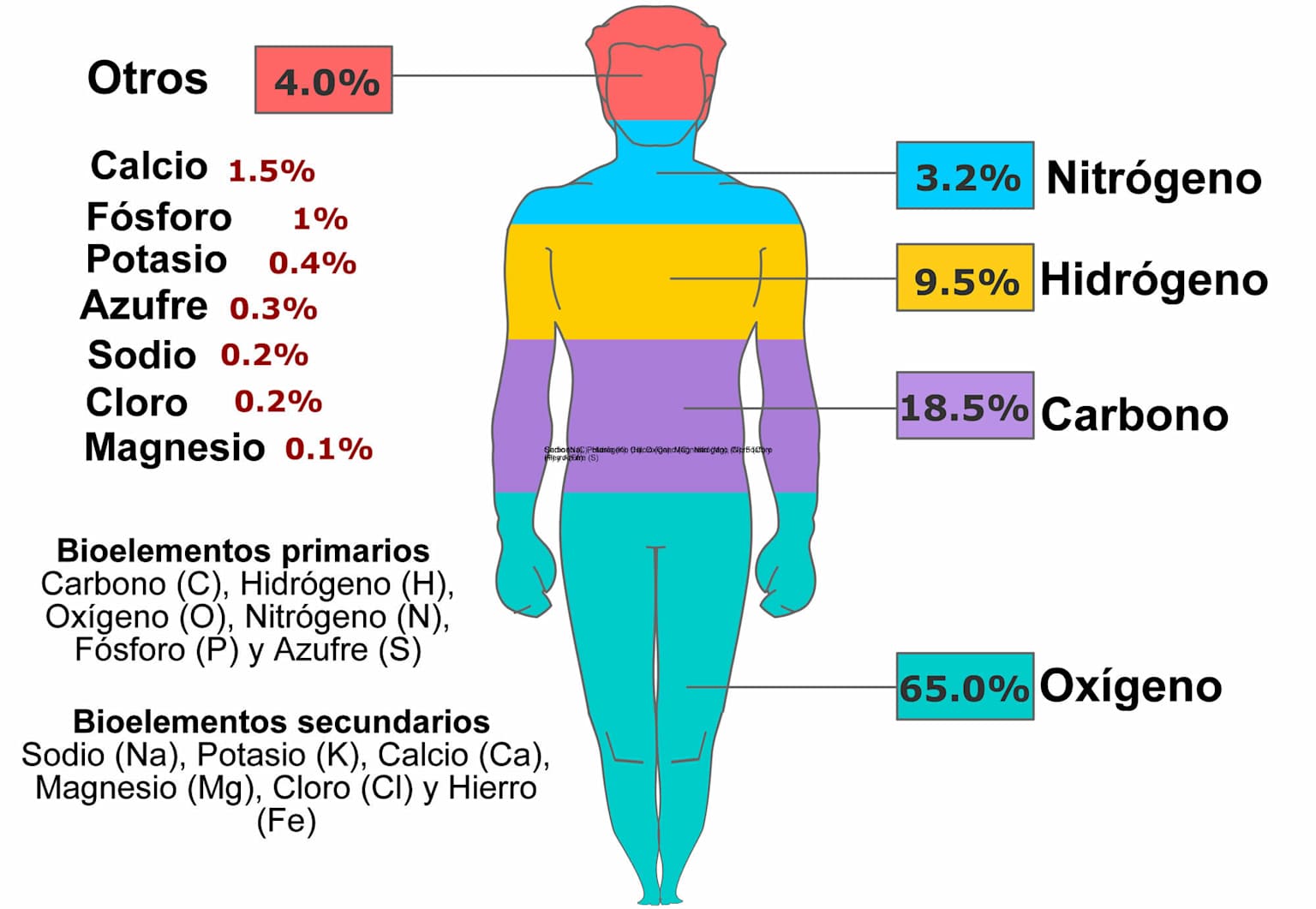 Infografía bioelementos del cuerpo humano con porcentajes en masa: oxígeno 65%, carbono 18.5%, hidrógeno 9.5%, nitrógeno 3.2%, calcio 1.5%, fósforo 1%, potasio 0.4%, azufre 0.3%, sodio 0.2%, cloro 0.2%, magnesio 0.1% — clasificación en bioelementos primarios y secundarios