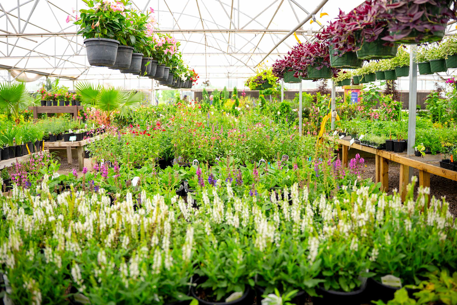 Rośliny sezonowe i kwitnące