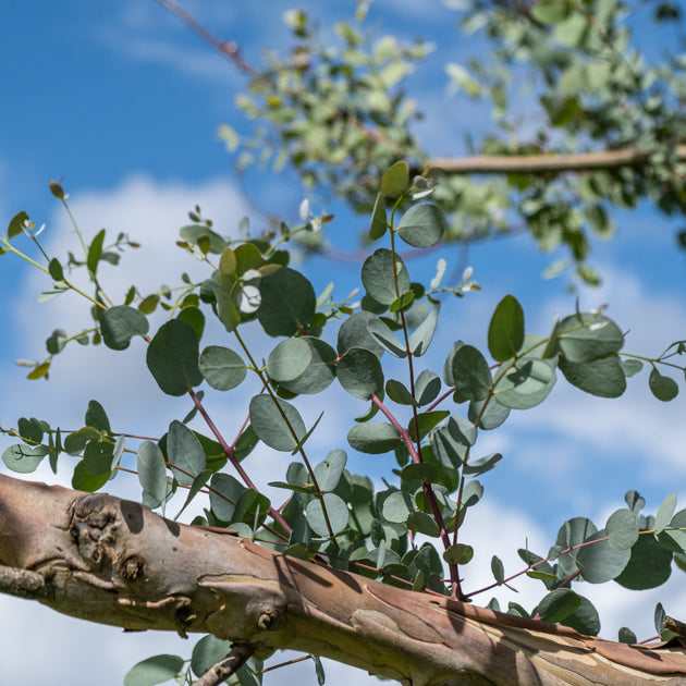 gum tree