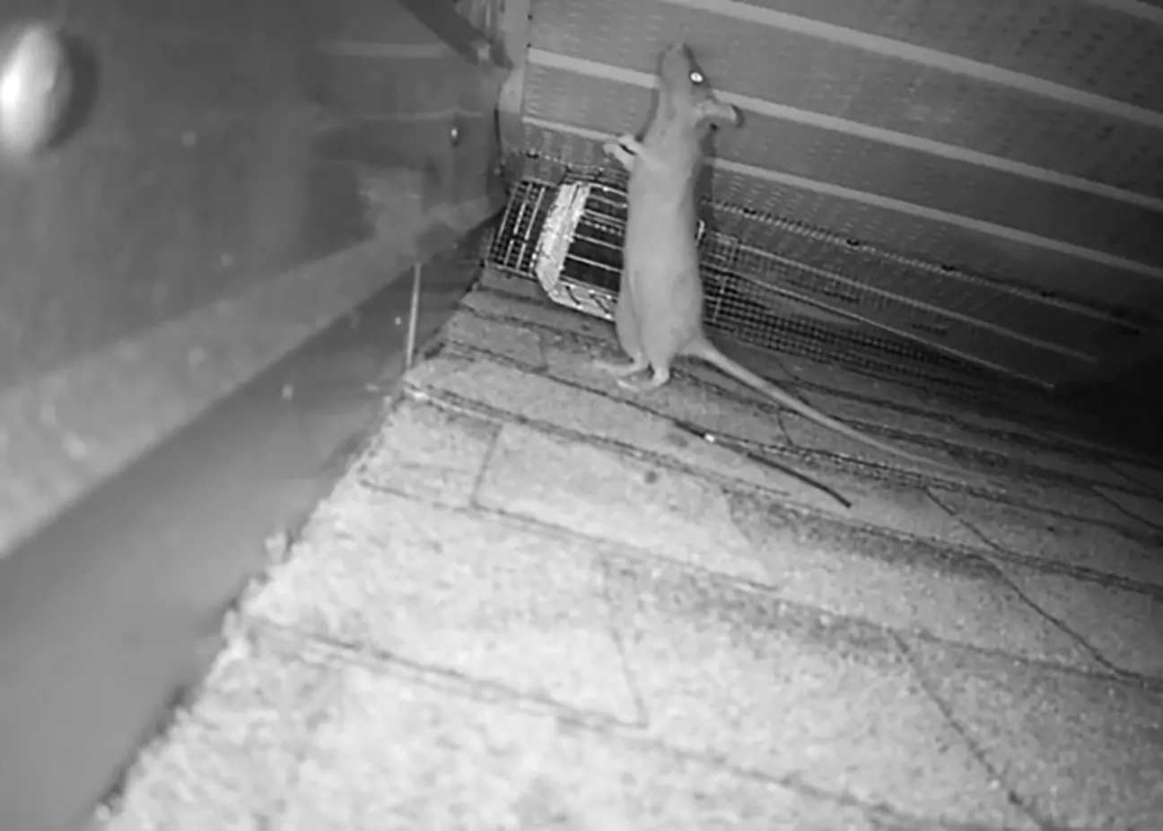 Warehouse rodent rat pest control Toronto Nomore Pest