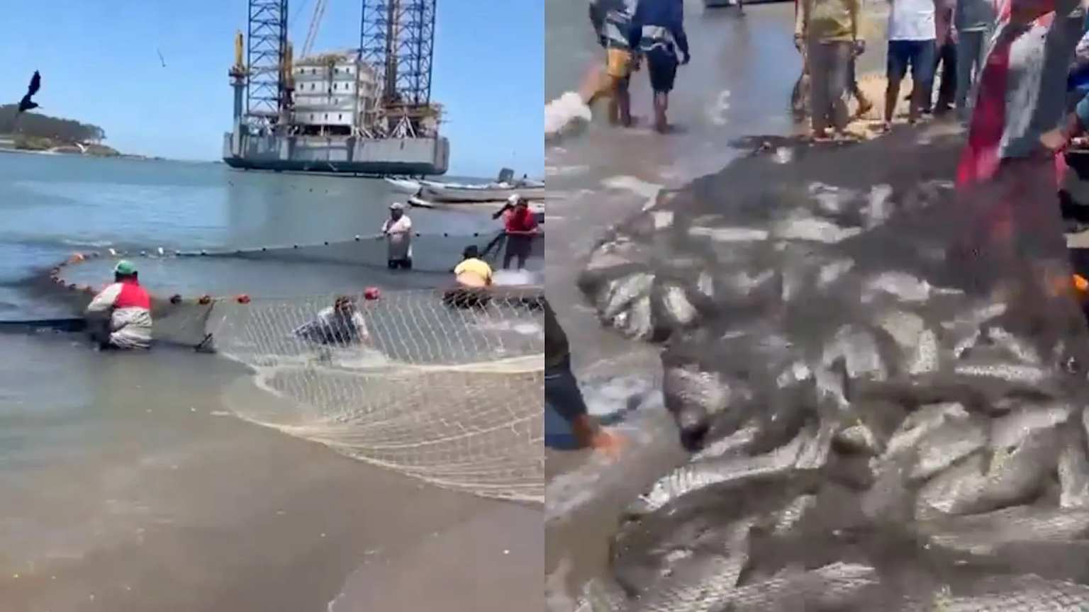 Pescadores de Alvarado con captura milagrosa tras meses sin pesca