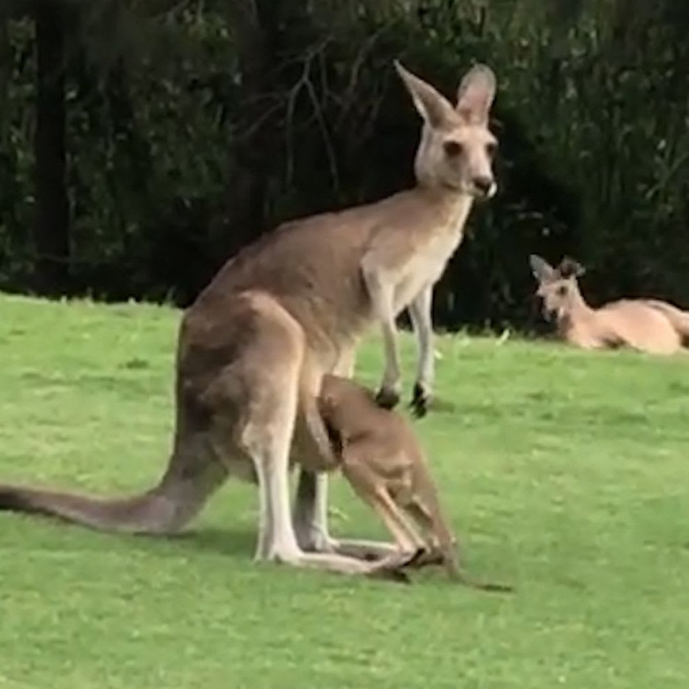 pouch