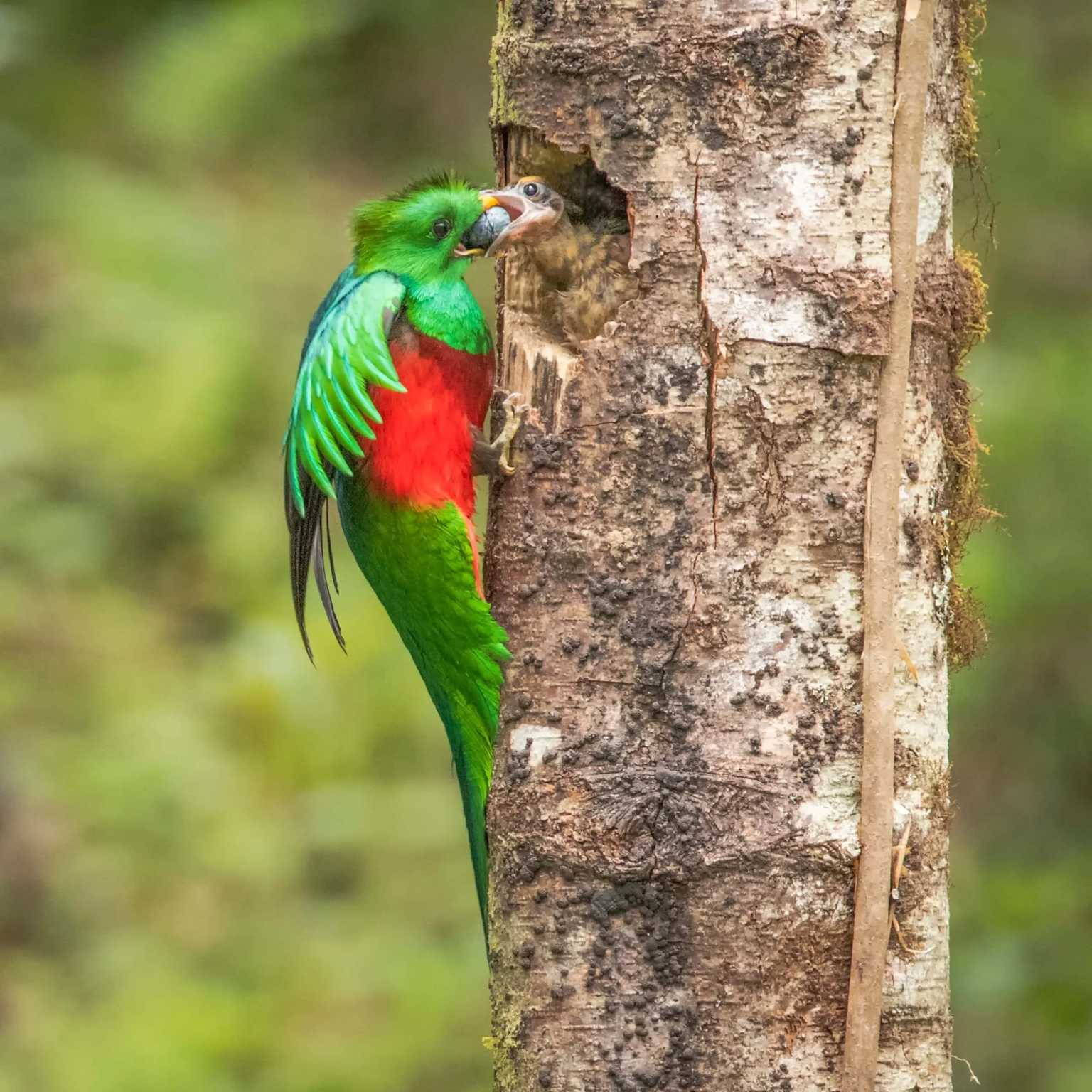 Resplendent Quetzal Panama