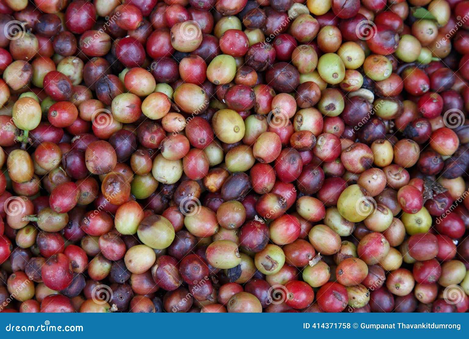 Cerezas mezcladas verdes y maduras