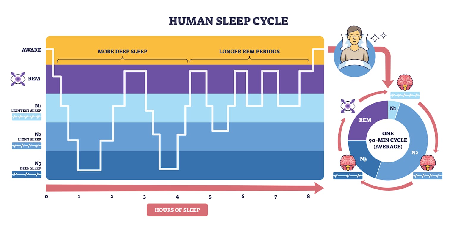 Infographic illustrating human sleep cycle over hours showing stages of REM in purple, deep sleep in dark blue, and light sleep in light blue across 5 sleep cycles with brain activity timeline — showing how N3 deep sleep concentrates in early cycles while REM expands in later cycles