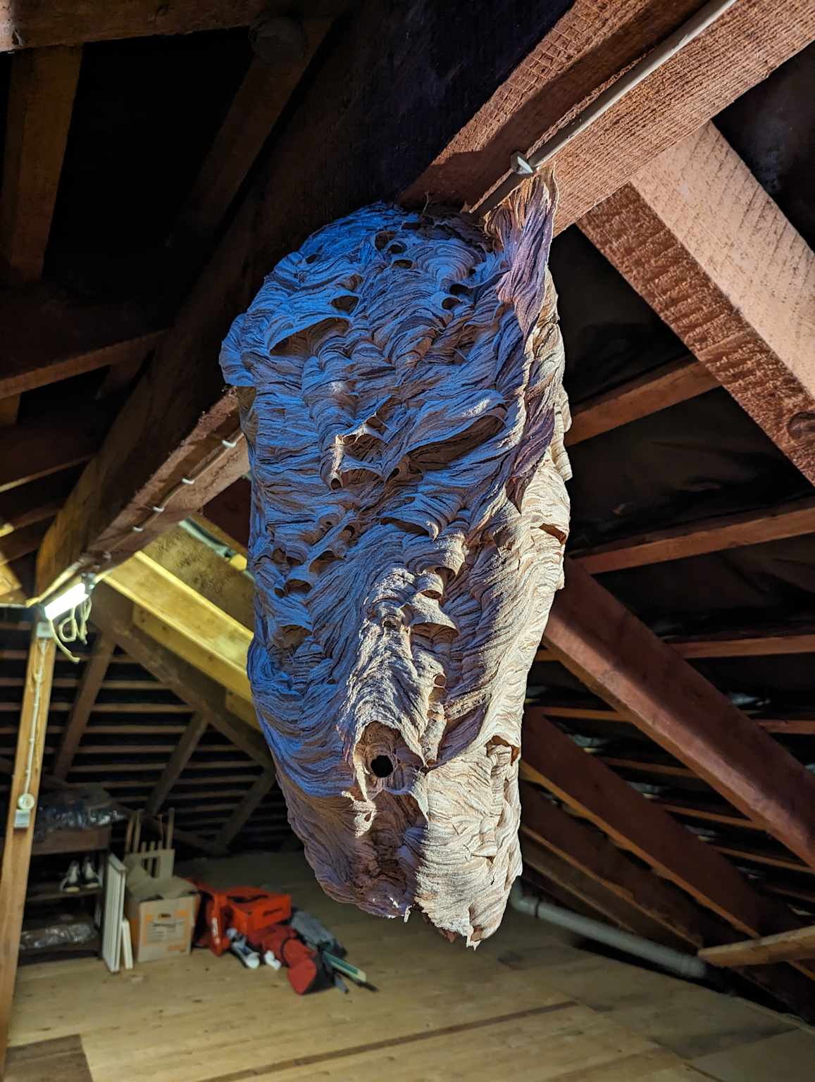 Large hornet nest attic beams Toronto Nomore Pest removal