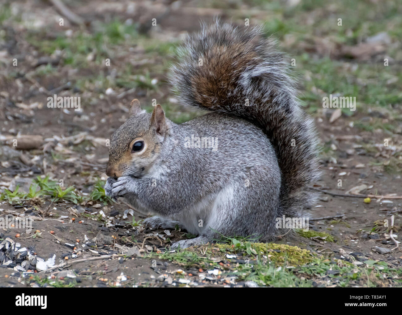 A grey squirrel eating spilled bird seed on the ground beneath a feeder