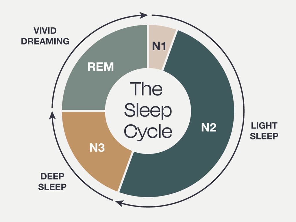 Diagram showing sleep cycle stages N1 N2 N3 deep sleep and REM sleep repeating every 90 minutes through the night