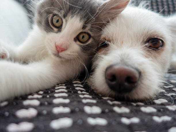 A kitten and puppy lying together — early pet vaccination is essential