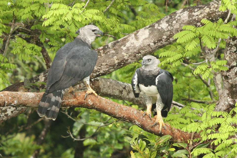 Harpy Eagle pair Panama