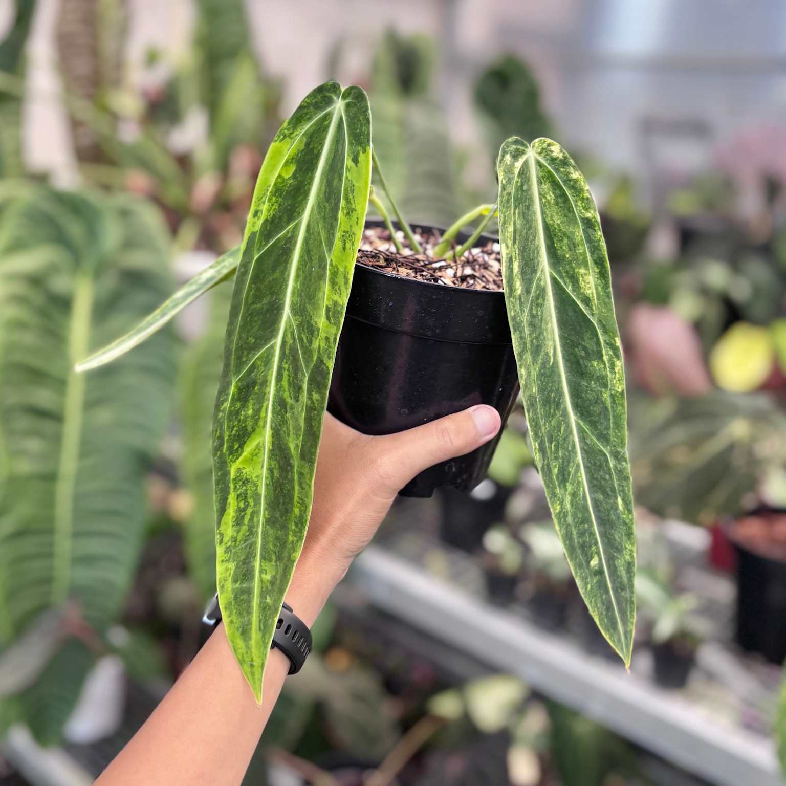 Hand holding variegated Anthurium warocqueanum dark form in a greenhouse.