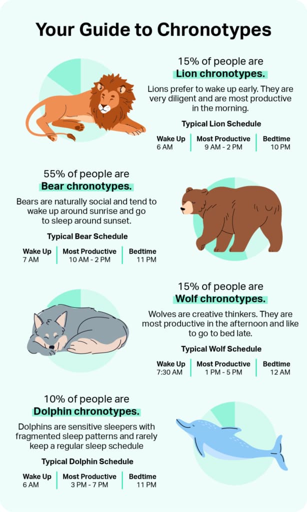 Chronotype infographic showing Lion early riser, Bear typical, Wolf night owl and Dolphin light sleeper types with percentages