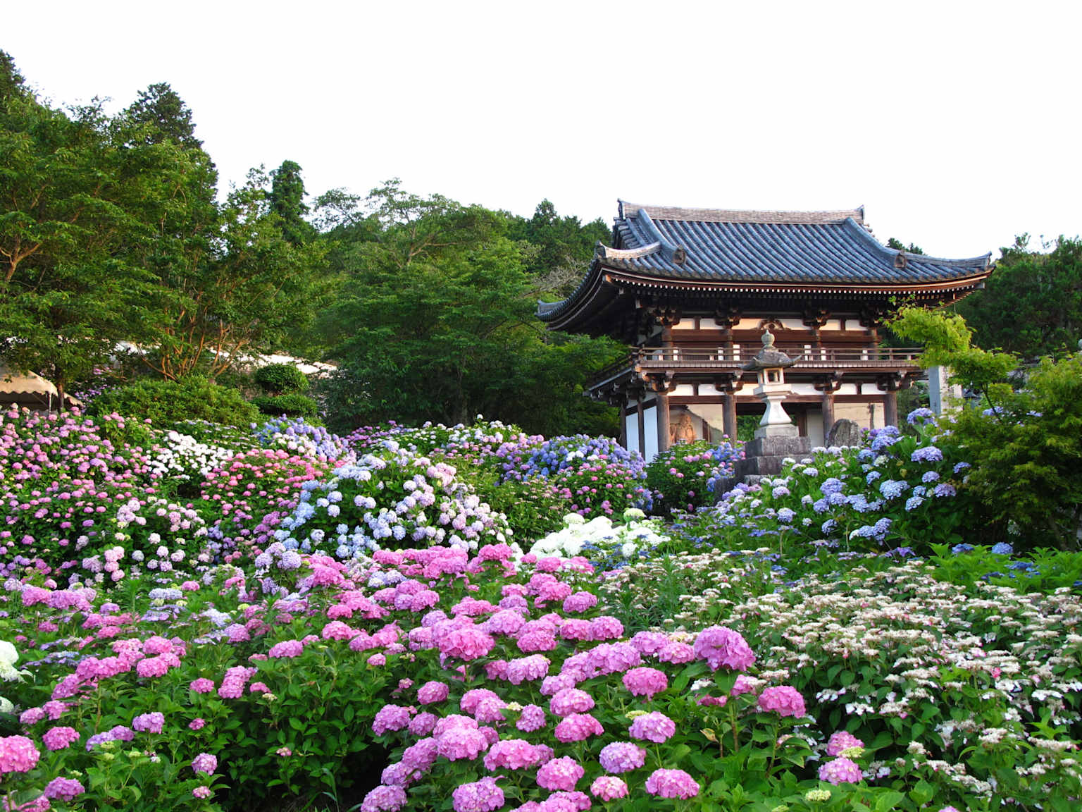 Temple building surrounded by pink, blue and white hydrangea flowers in a lush garden
