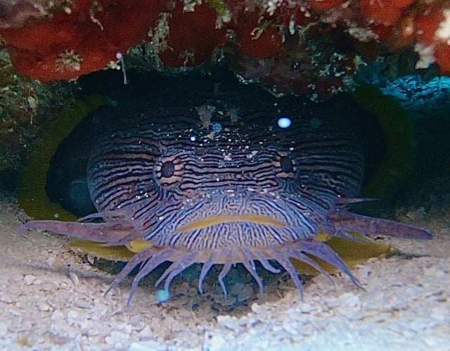 Marine life and destination imagery for Cozumel, Mexico