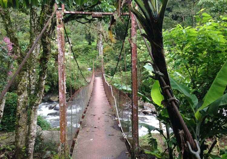 Boquete Panama cloud forest suspension bridge