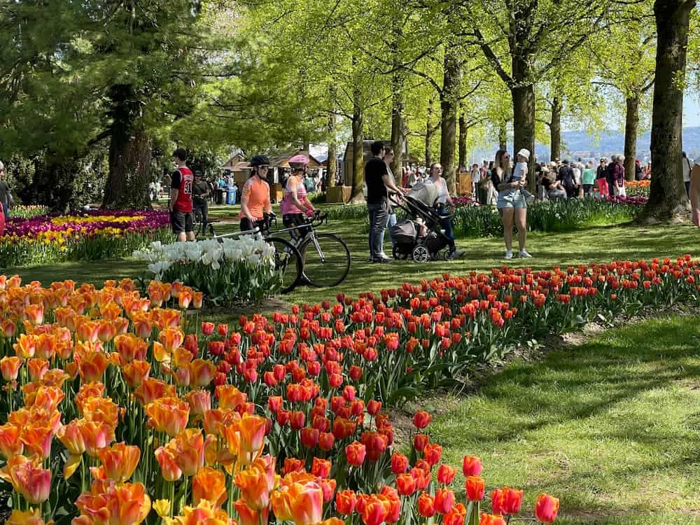 Tulip festival Morges 2024 crowd colourful real photo