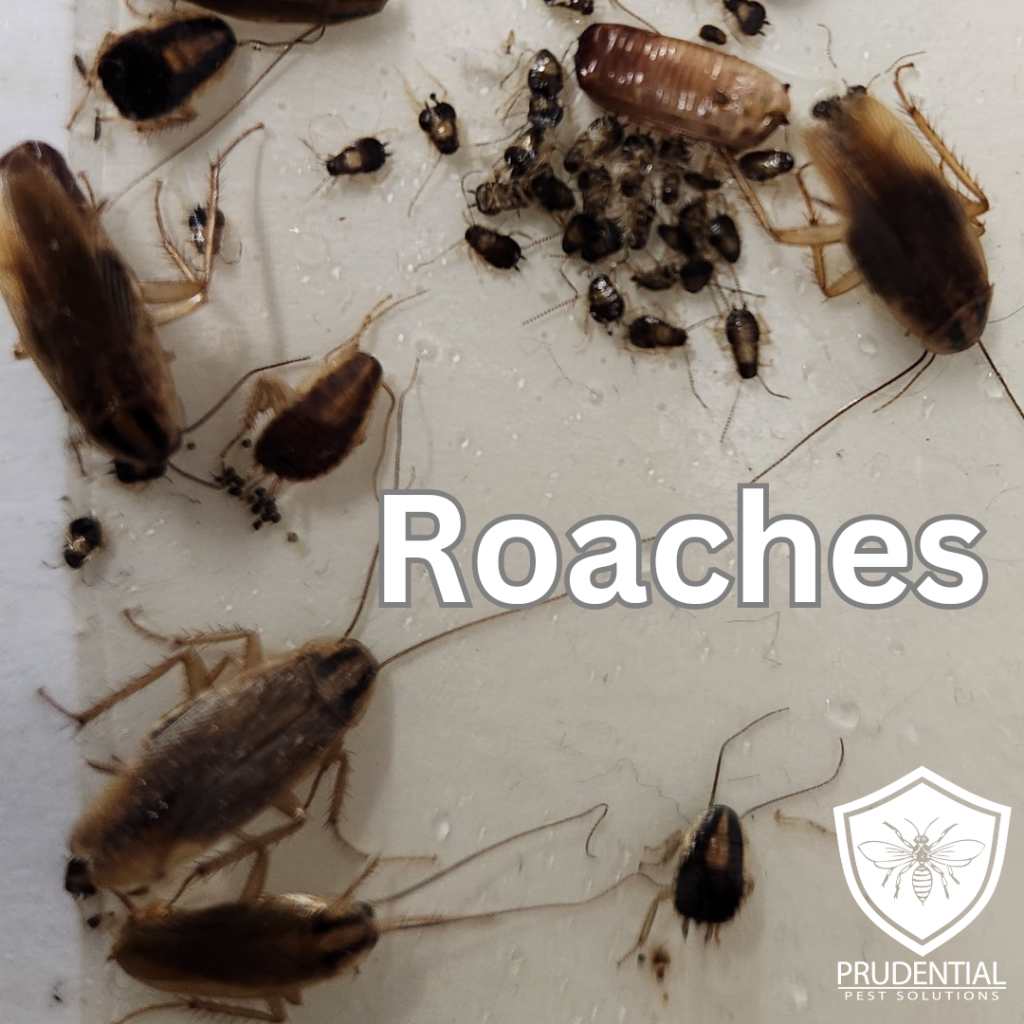 Cockroach colony infestation restaurant kitchen Toronto Nomore Pest