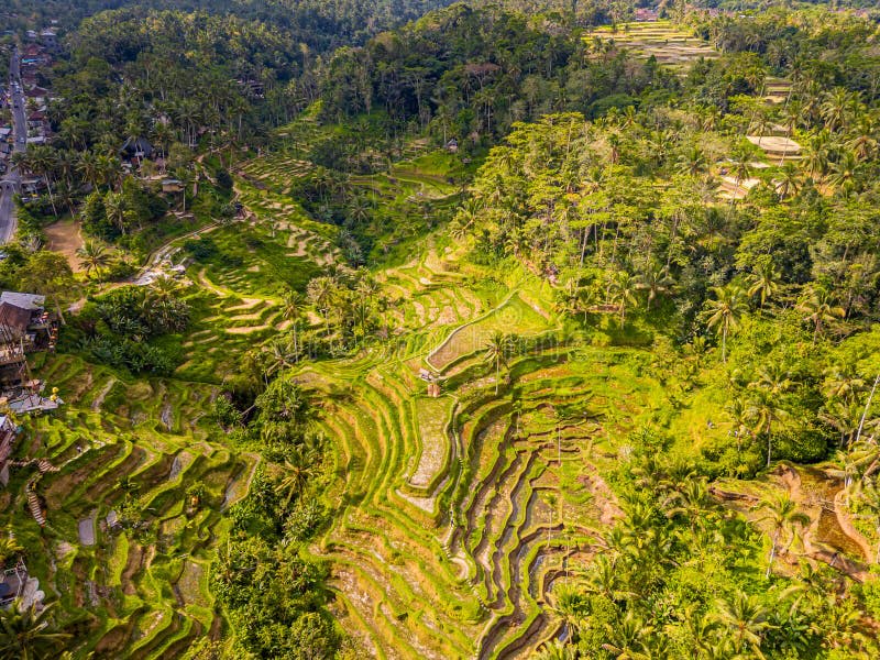 Aerial view of Tegalalang rice terraces in Bali