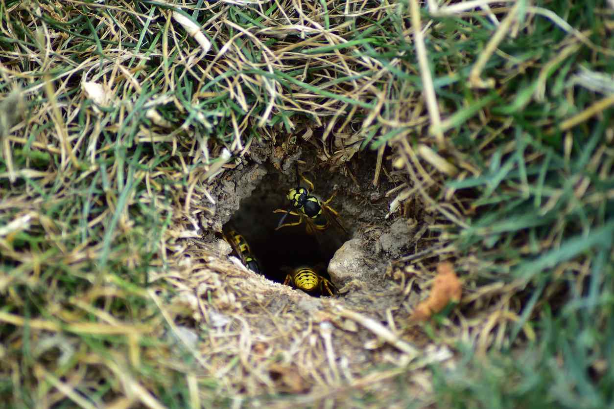 Yellowjacket underground nest hole grass Toronto Nomore Pest
