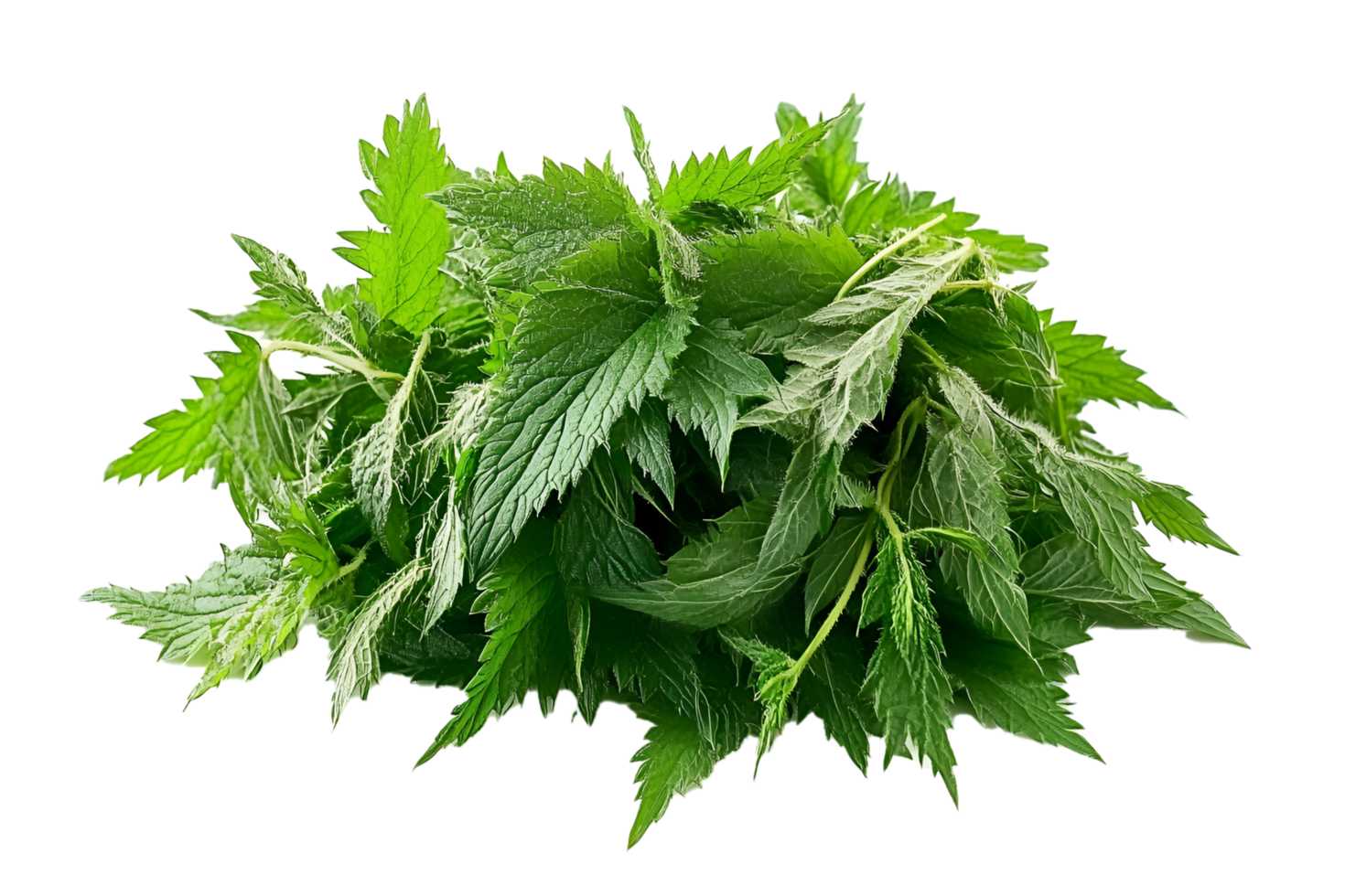 Švieži žalios dilgėlės lapai stambiu planu