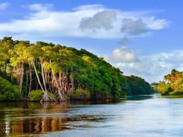 River waterway lined with tropical trees
