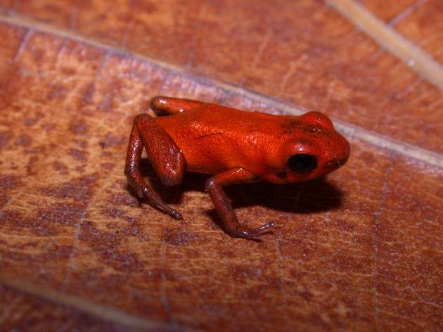 Red poison dart frog Panama