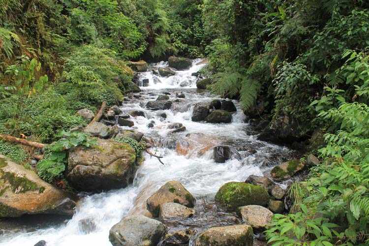 Boquete Panama rainforest waterfall stream