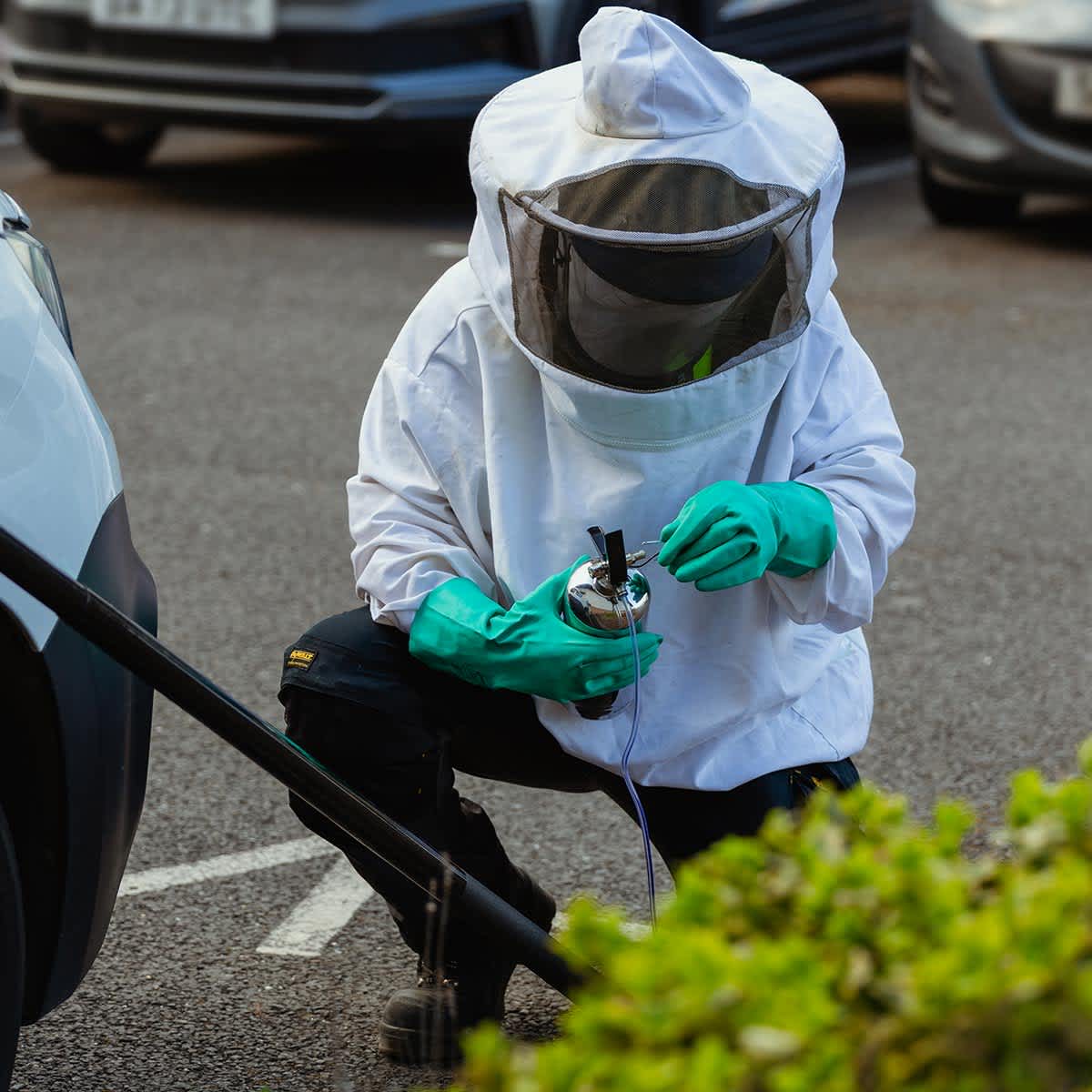 Pest control exterminator wasp removal Toronto Nomore Pest