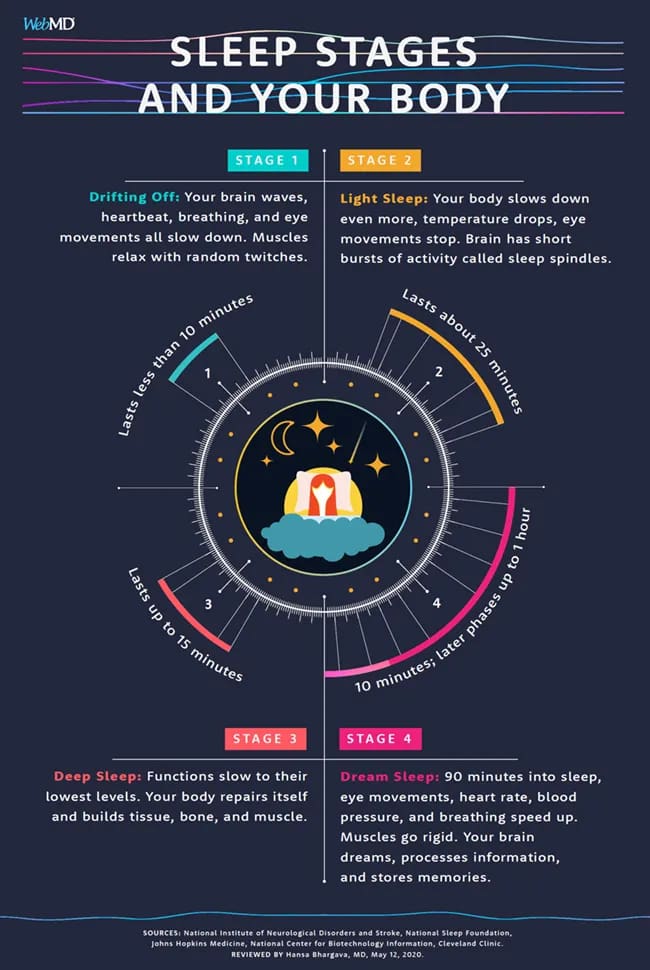 Sleep stages diagram showing NREM and REM cycles with brain wave and body function descriptions