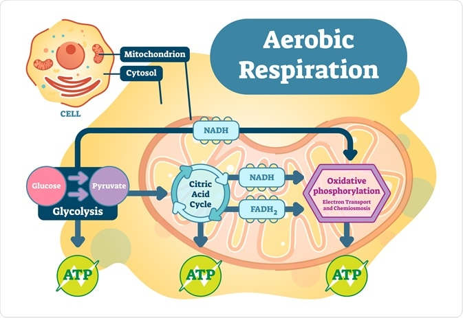 Glycolysis pathway diagram