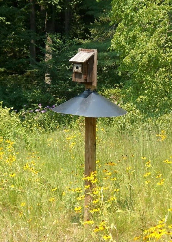 Wooden nest box on a post with metal cone predator guard in a green field with wildflowers — correct bluebird box placement in open habitat